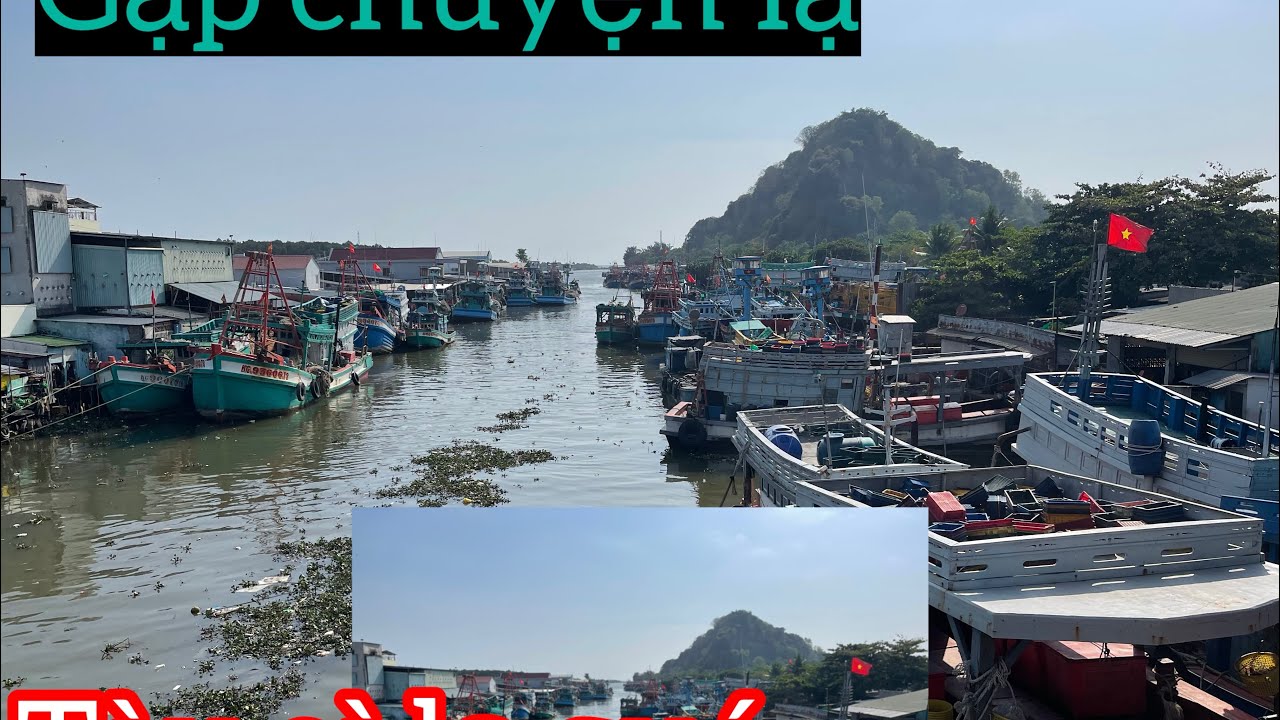 Đi bán đồ gặp ngay con đường đầy cay mai vàng cây nào cây nấy to chà bá.