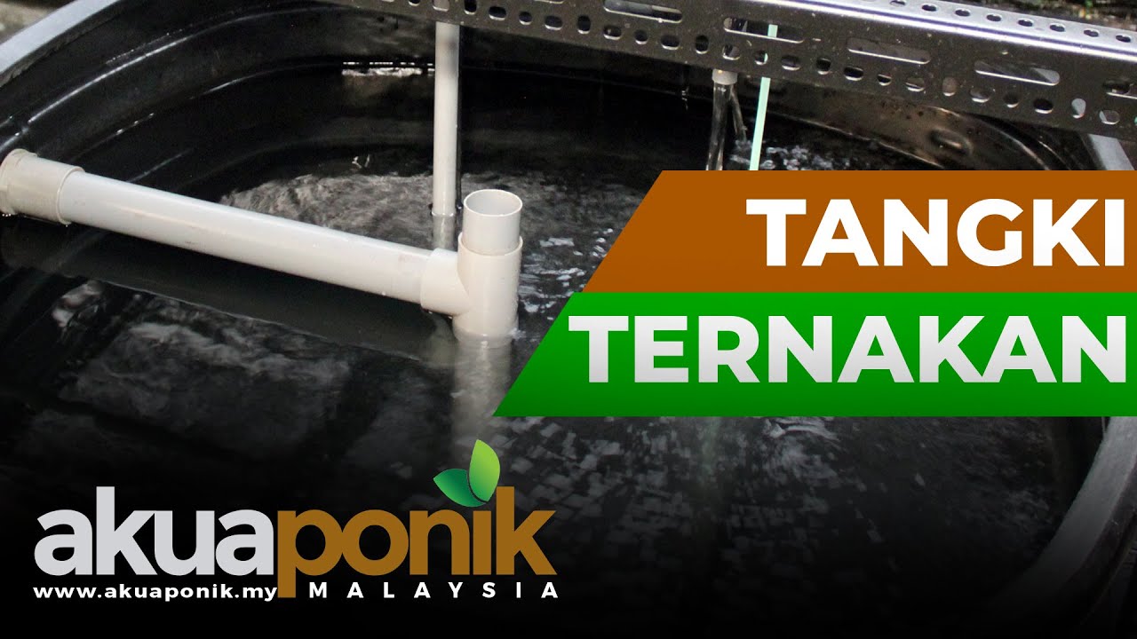 Akuaponik Gutter 05 | Tangki Ternakan Talapia Guna Polytank & Perlu Ke Pam Oksigen?