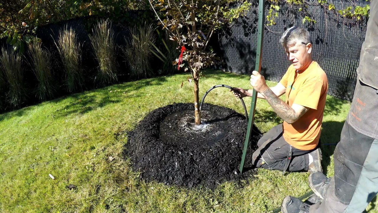 Comment bien arroser son nouvel arbre après la plantation