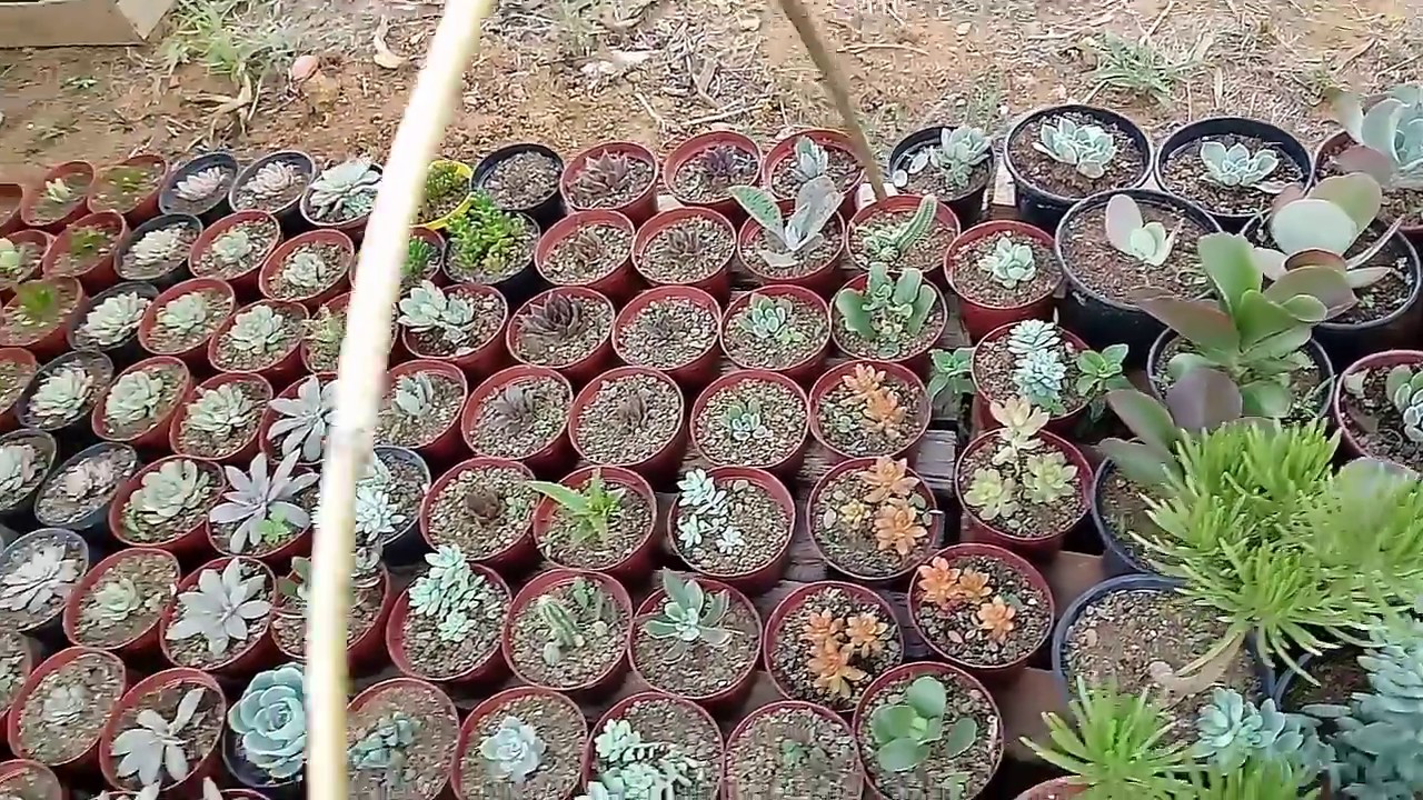 Vejam como as suculentas da Marli são lindas!!