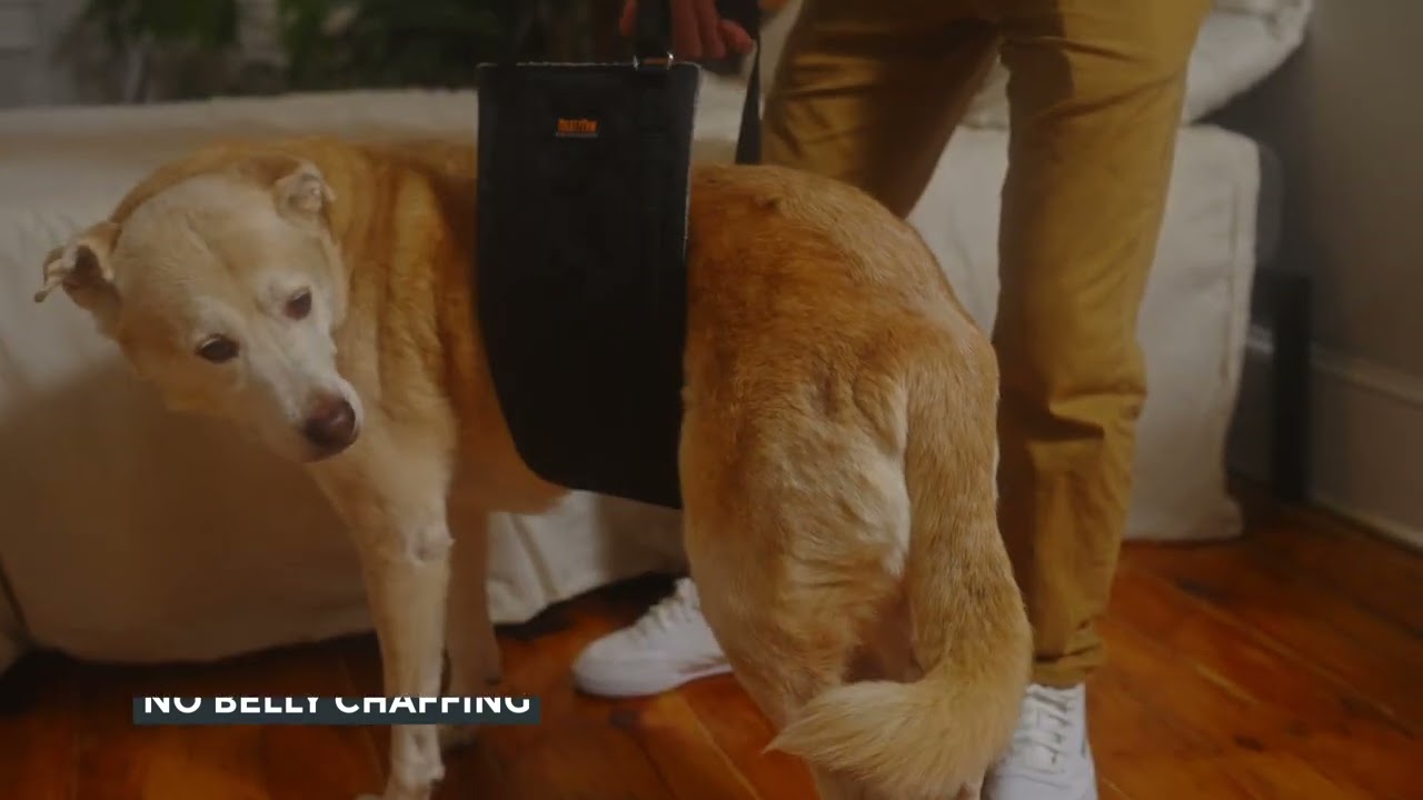 Dog Lift Harness for Back Legs
