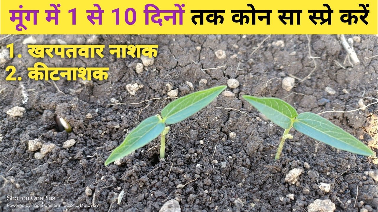 मूंग में 1 से 10 दिनों तक कोन सी सावधानियां  रखनी चाहिए | moong me 1 se 10 dino tak kon sa spre kare