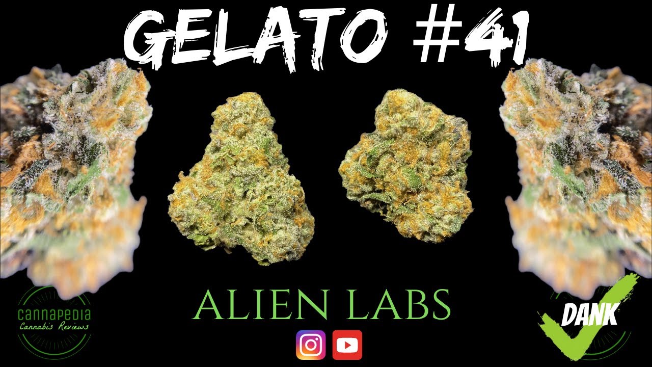 Gelato #41 Strain Review - Alien Labs - Cannapedia