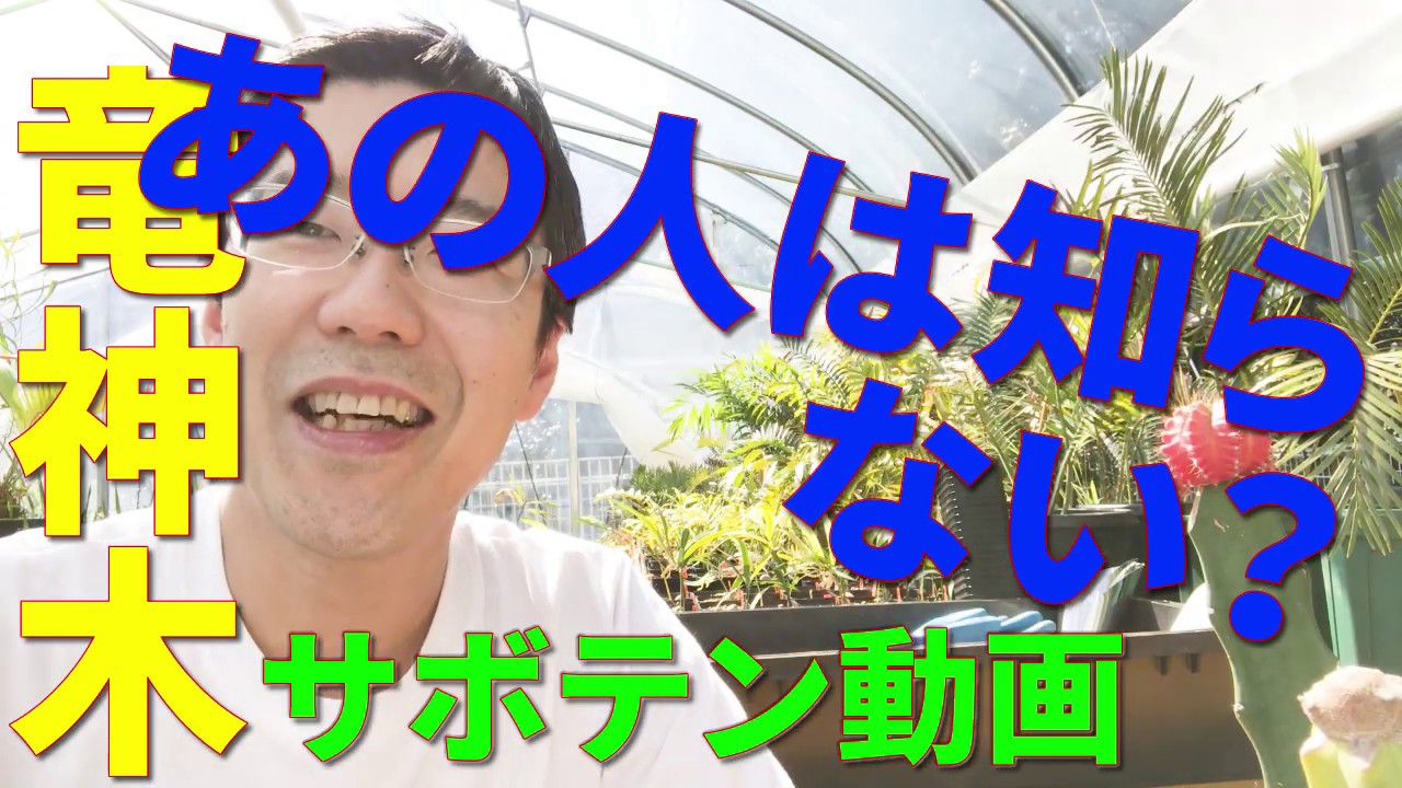 【サボテン動画】あの人は知らない？サボテン　竜神木の世界
