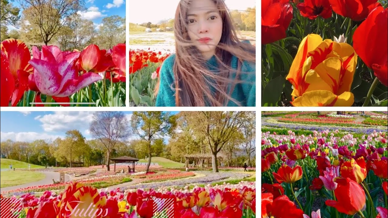 WONDERS OF THE ORIENT / TULIPS / MANNO PARK KAGAWA JAPAN #gardeninghouseplants