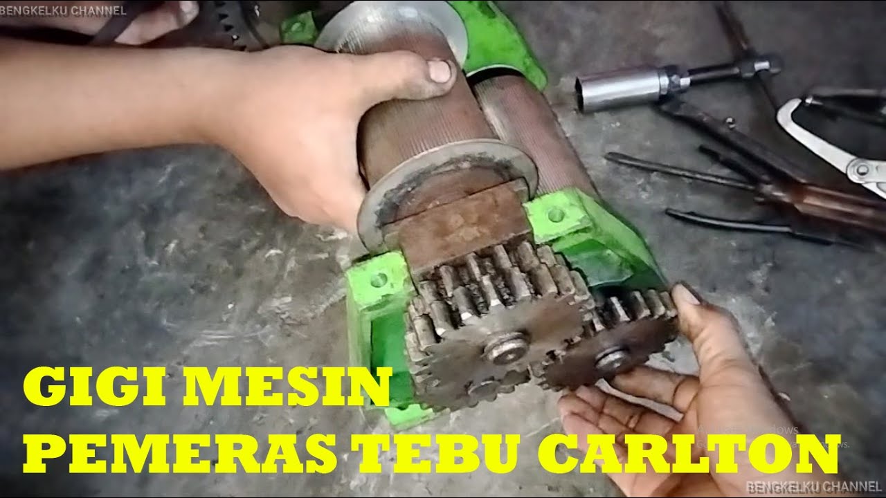 GIGI PEMERAS TEBU CARLTON