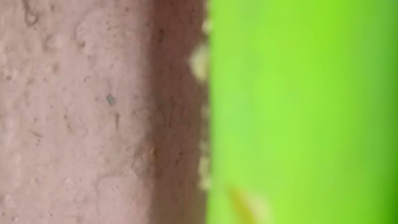 Ekongo plateau matounga FT aime luzingo