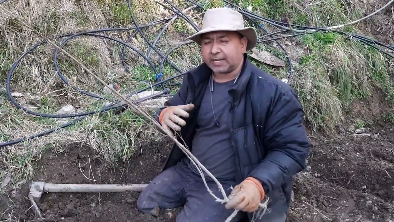 PLUM ROOT STOCK MYROBALAN  STOOL LAYRING AND MOUND LAYRING