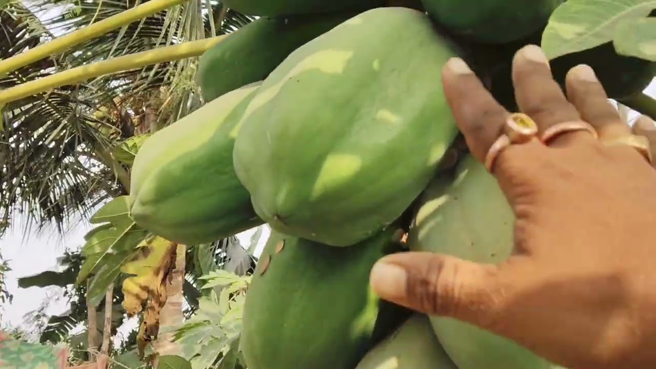 ଭଉଣୀ ବାଡିରେ ଅମୣତଭଣ୍ଡାଗଛ ଦେଖବା।