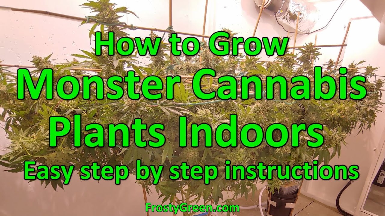 How to Grow Monster Cannabis plants indoors