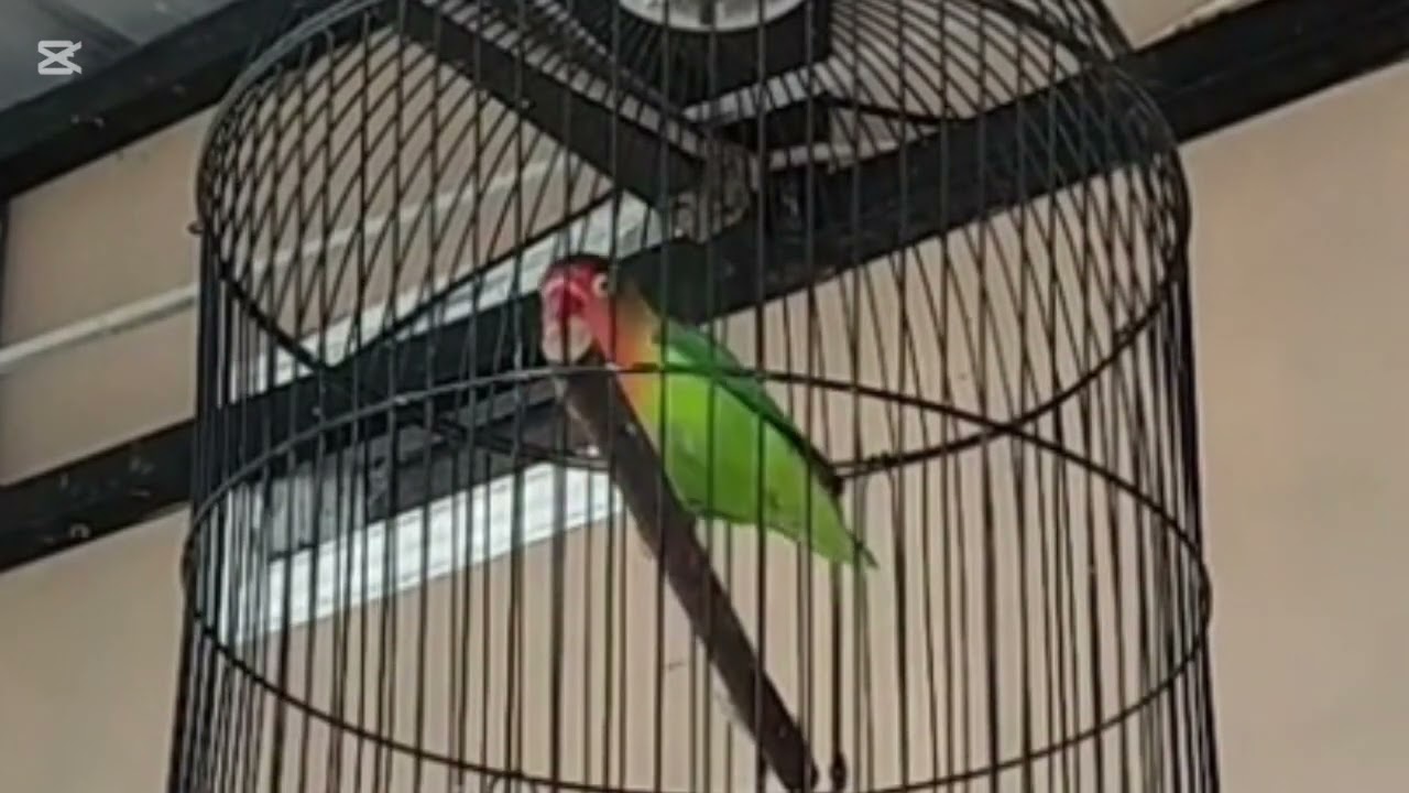 Lovebird ngekek panjang dengan variasi isian terbaik dan tembakan mewah 11 februari 2026