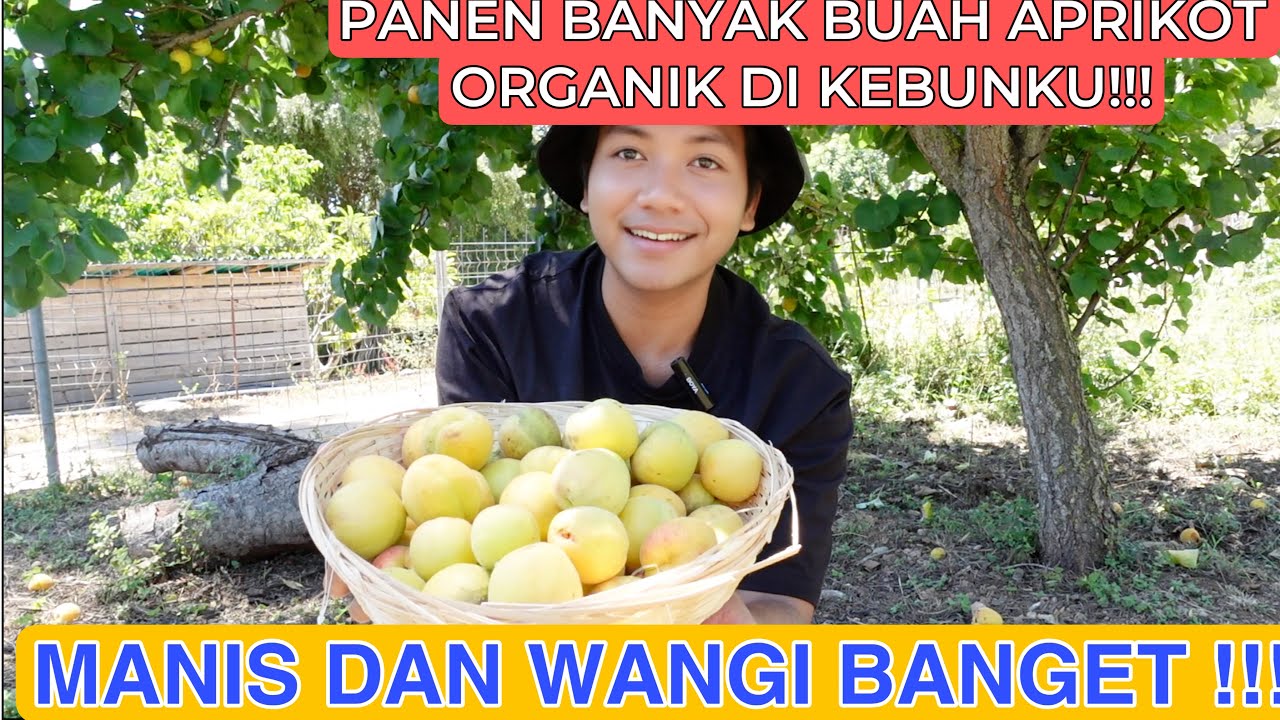 PANEN BANYAK BUAH APRIKOT ORGANIK DI KEBUNKU!! MANIS DAN WANGI BANGET!! SAMPAI BINGUNG!!