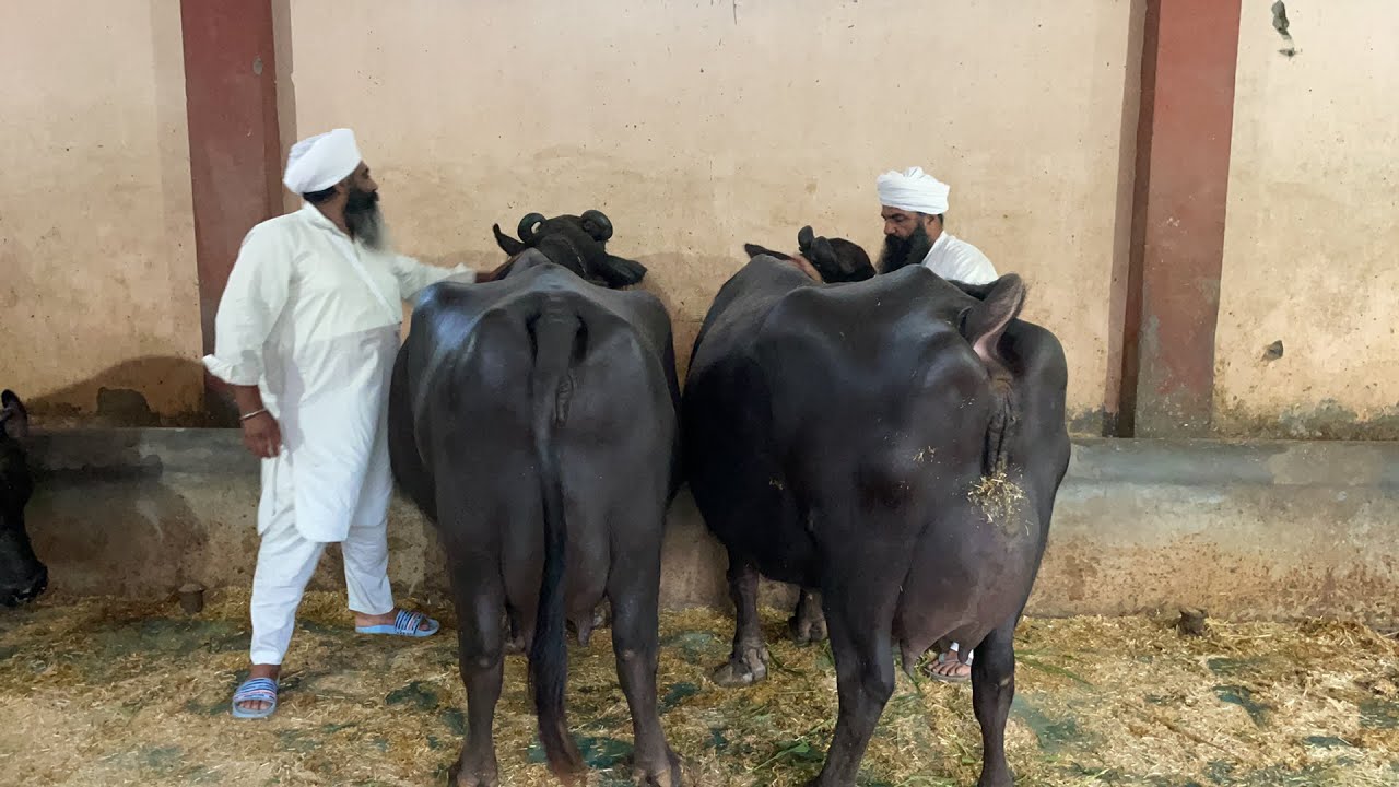 Live Last Milking 🔴 Guruwali Farm, Amritsar(Punjab). Super Quality 20 Buffaloes at Farm