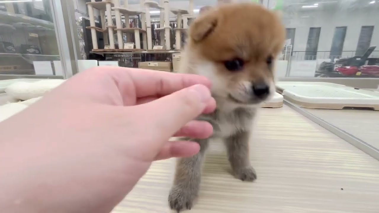 【ポメラニアン×柴犬】ポメ柴MIXの女の子のお部屋デビュー