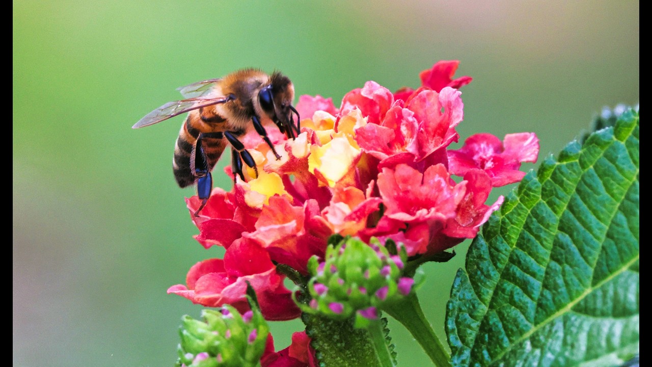 Busy buzzing bee (忙碌嗡嗡叫的蜜蜂)