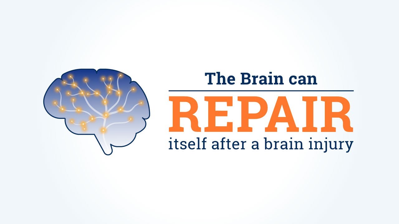 The brain can repair itself after a brain injury. Here&rsquo;s how.