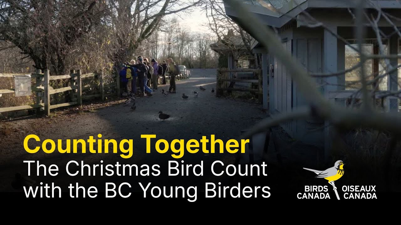 Counting Together   The Christmas Bird Count with the BC Young Birders
