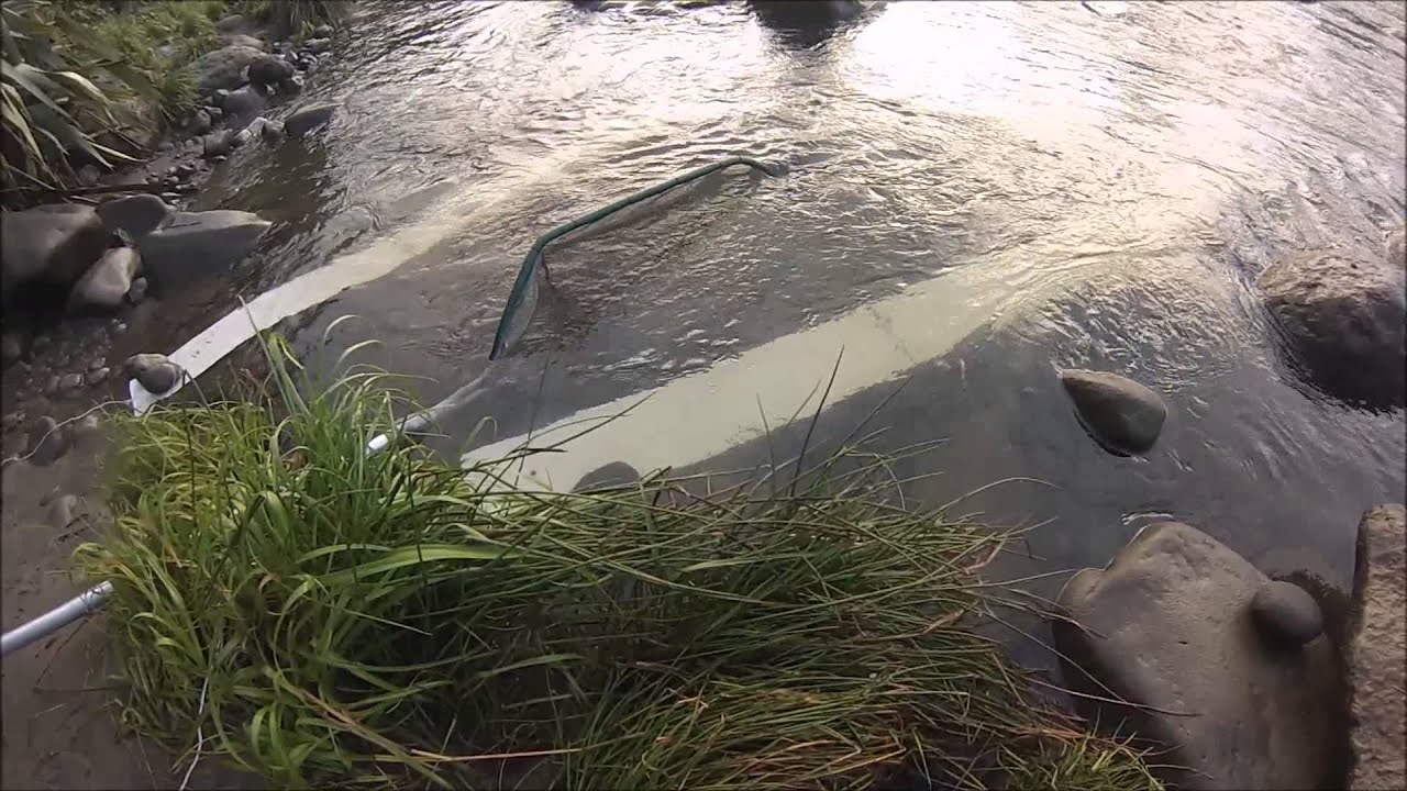 Whitebaiting 2014 NZ - South Taranaki