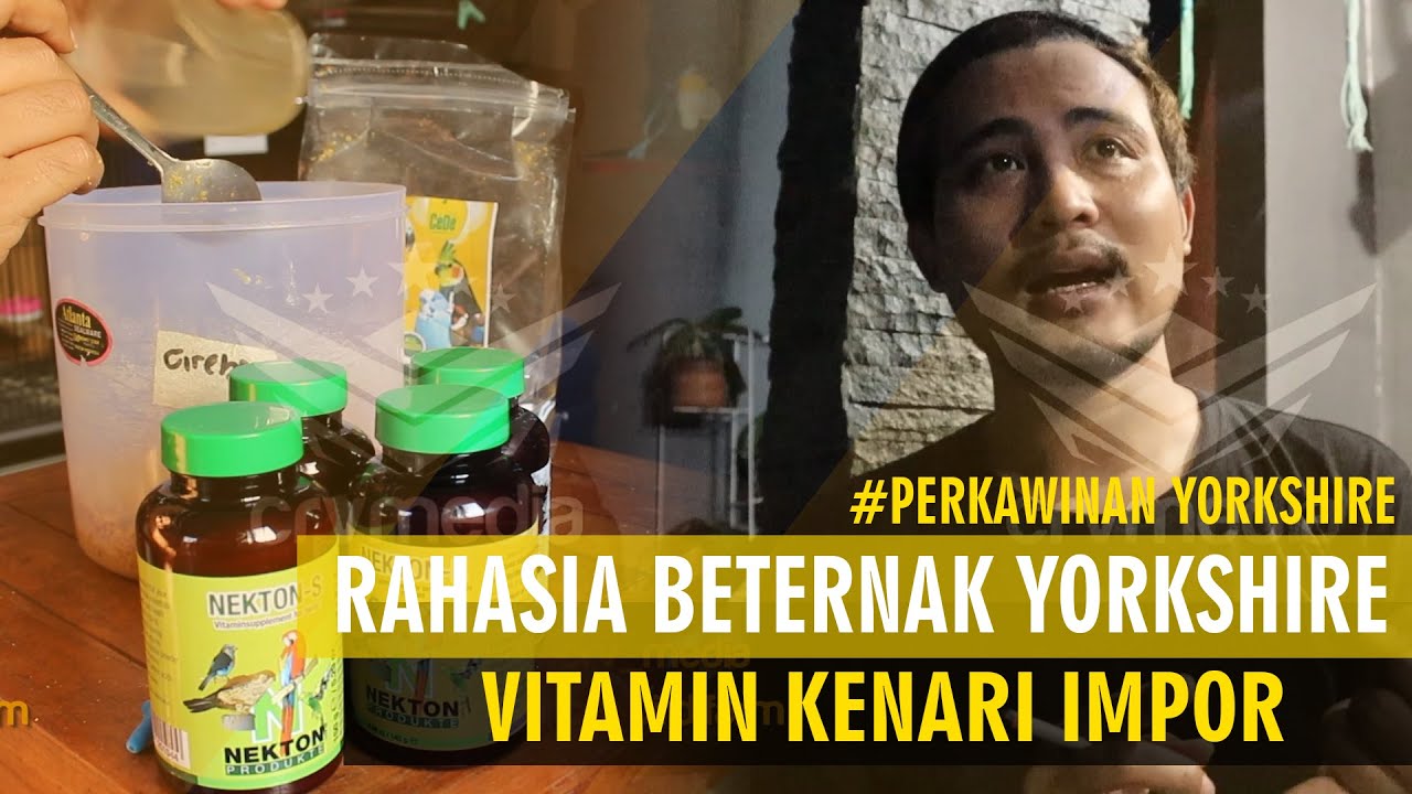 RAHASIA BETERNAK KENARI YORKSHIRE ALA CRV CANARY #Kenarimania