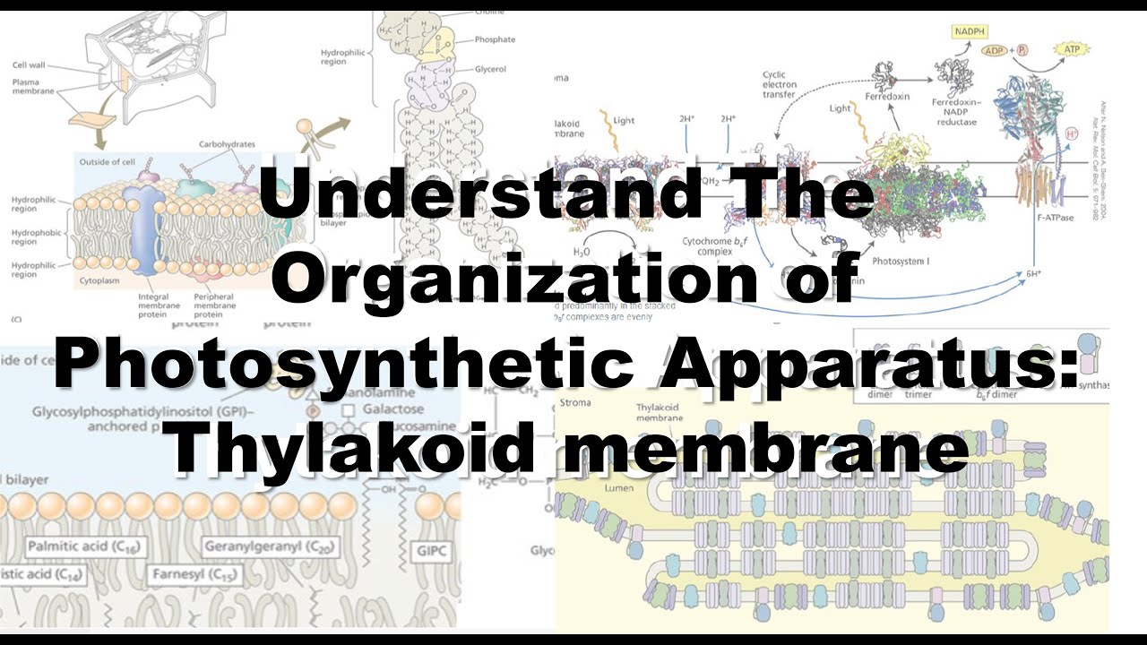 Understand The Organization of Photosynthetic Apparatus: The Thylakoid membrane