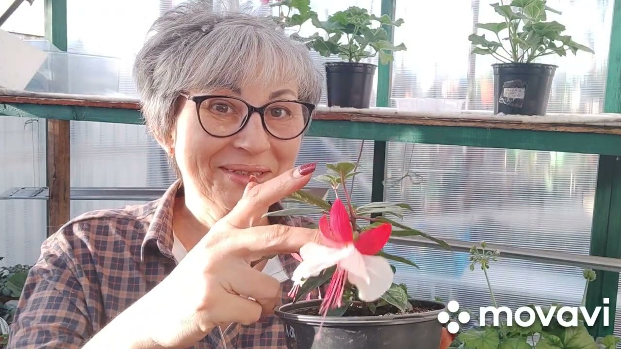 Я предлагаю - Вы выбираете   12.03.2026 #пеларгония#черенки#герань#цветыпочтой#