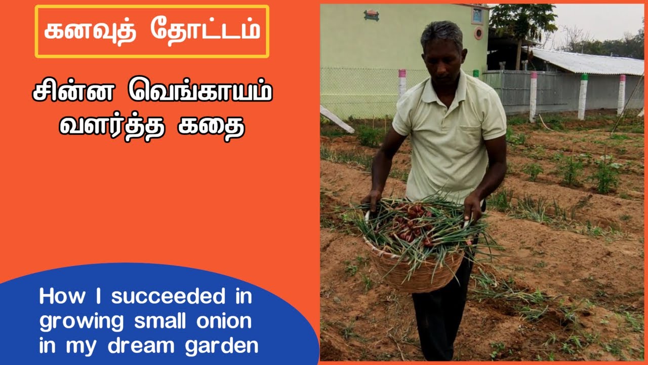 கனவுத் தோட்டம் – சின்ன வெங்காயம் வளர்த்த கதை | Tips for growing small onion in raised bed