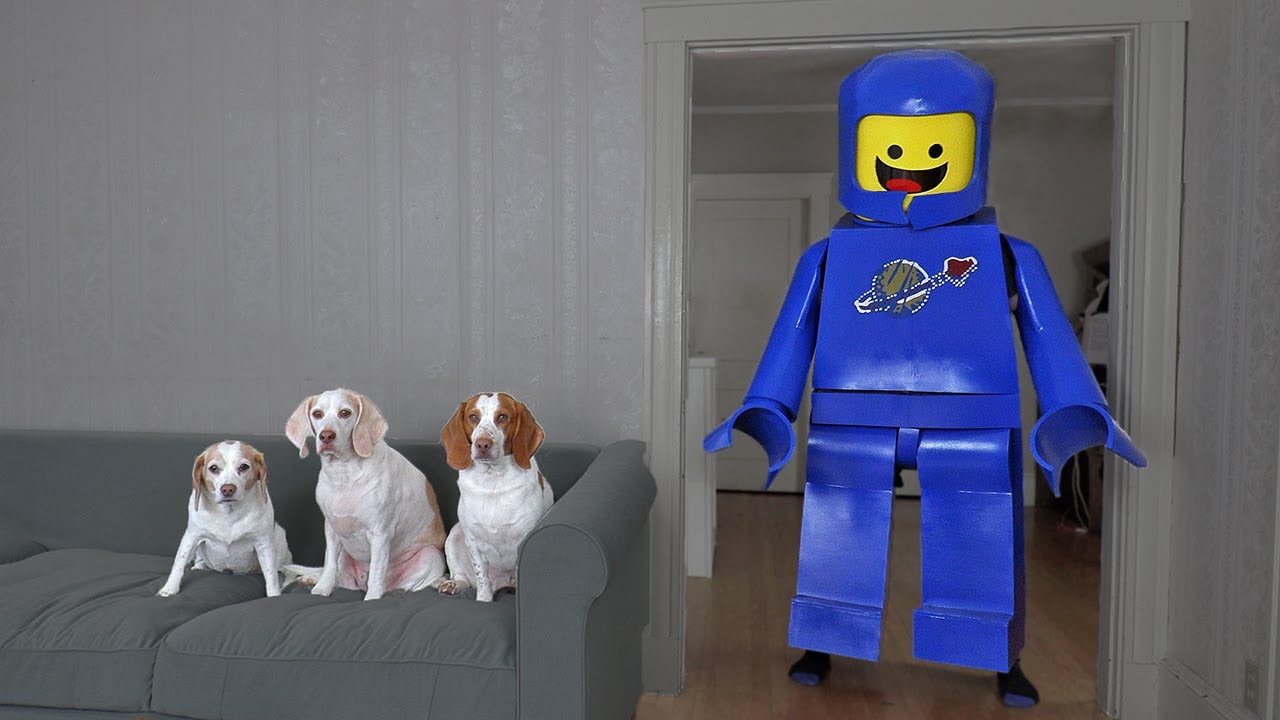 Giant Lego Toy vs Dog Prank! Funny Dogs Maymo, Potpie, and Penny Legos Pranks