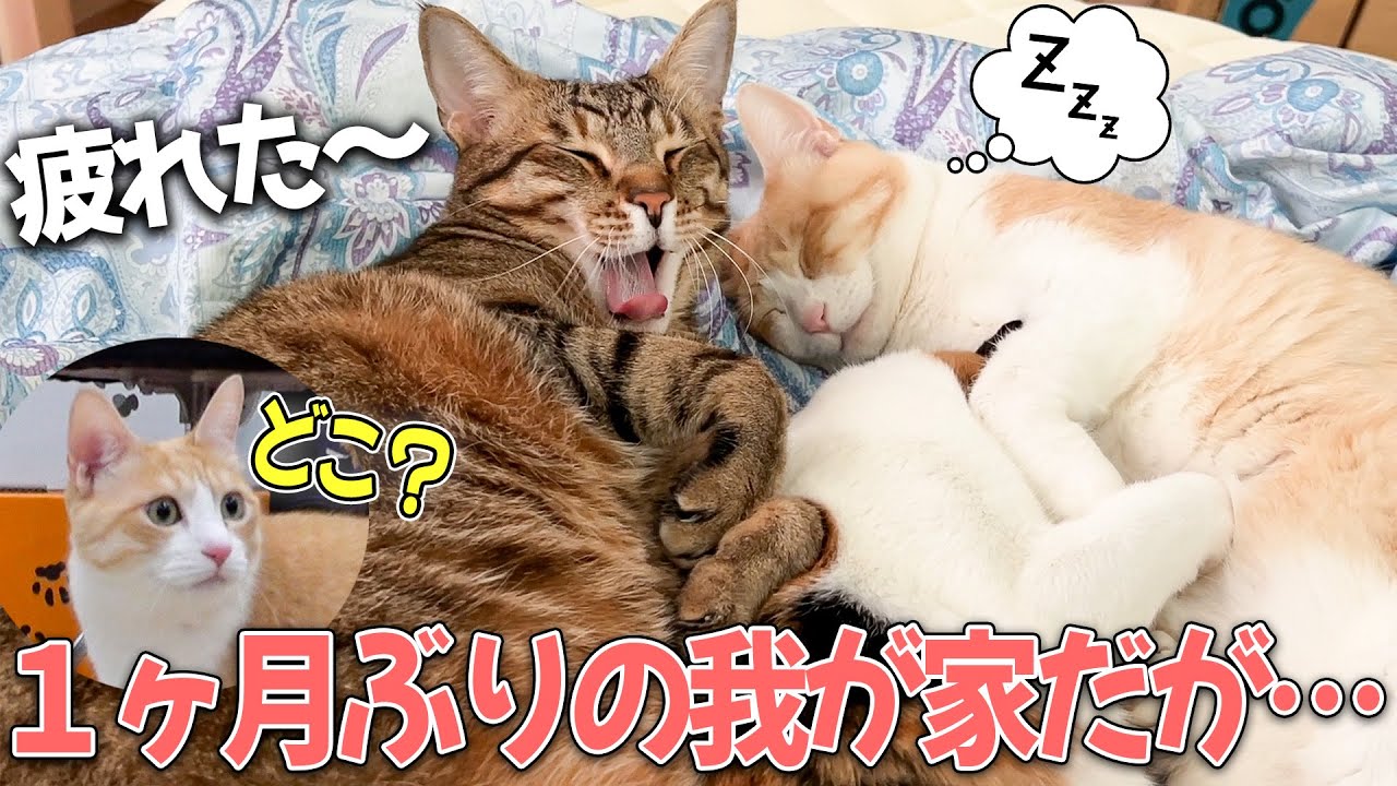 猫たちが1ヶ月ぶりに家に帰ってきたけどなんか様子おかしくない…？？？？