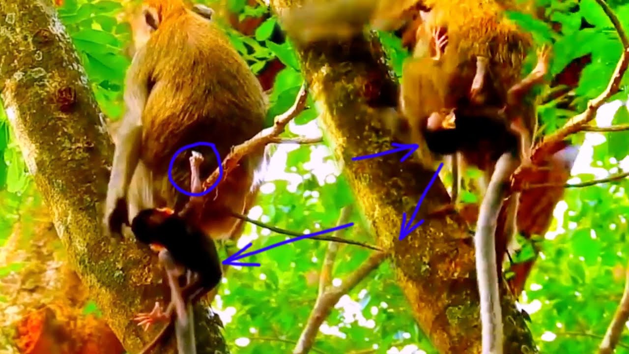 Heartbreaking Moment! Newborn Baby Monkey Almost Falls Because Mom Won’t Hold Him 😢💔