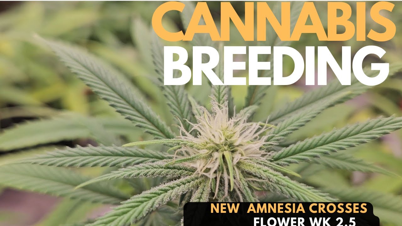Cannabis Breeding - Amnesia X Purple Punch, White Widow & Orange Bubblegum (Flower Wk 2.5 Update)
