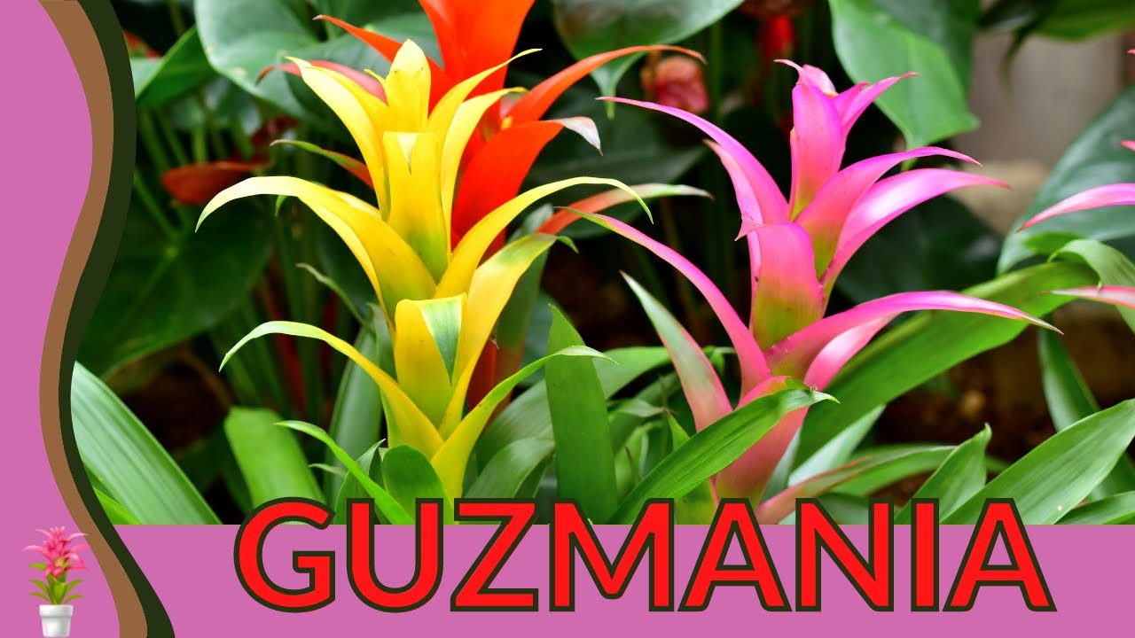 The Definitive Guide to GUZMANIA! 'Scarlet Star' 🌱🪴🏡