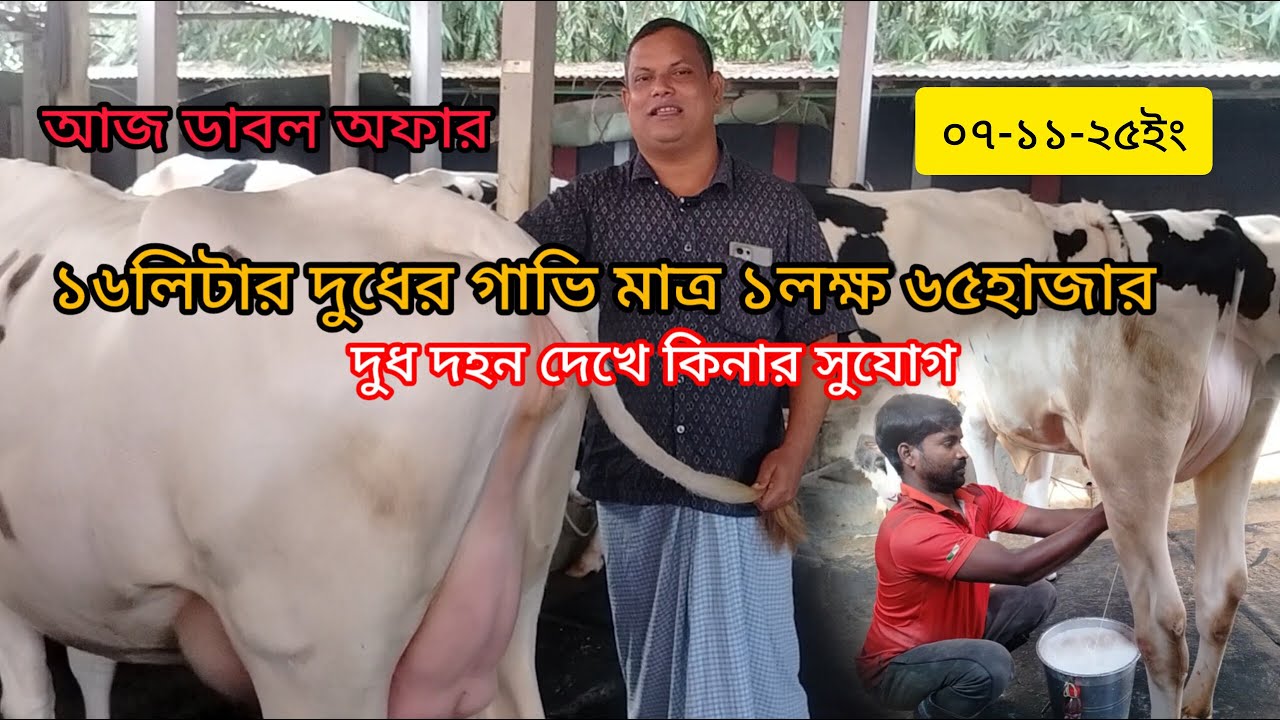 ০৭-১১-২৫ ইং~বিক্রয় বিজ্ঞাপন।১৬থেকে ৩০+দুধের গাভি। বিসমিল্লাহ ডেইরী ফার্ম বগুড়া। 