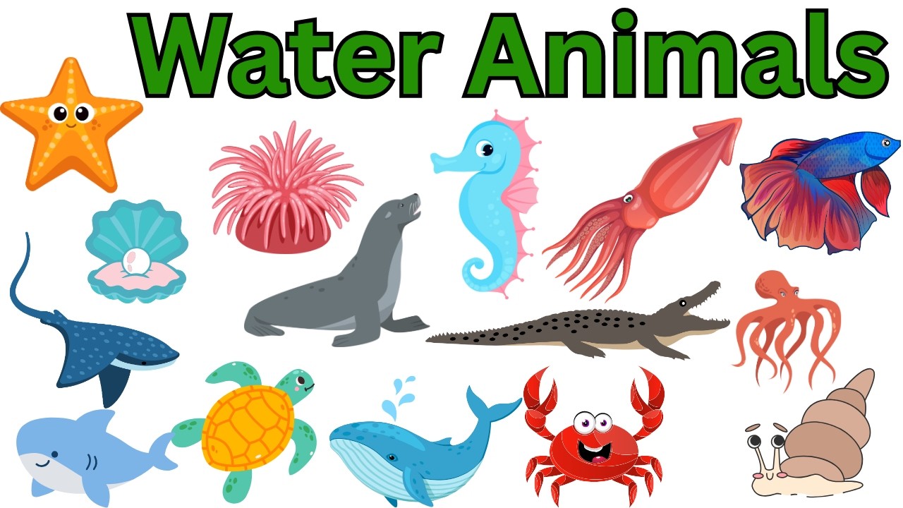 Sea Animals - Kids vocabulary - Learn English for kids - English educational video