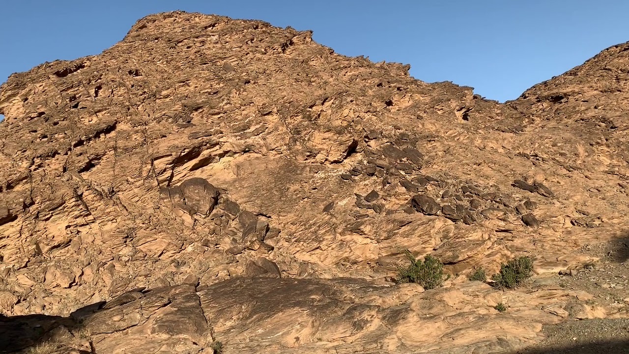 قنوات الكذب والدجل + بعض نباتات نجد القابلة للأكل