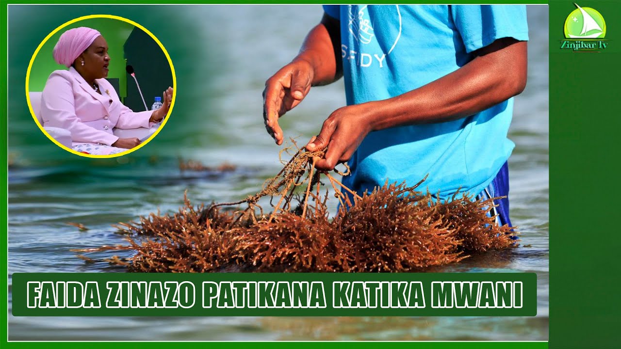 HII NDIO FAIDA INAYO PATIKANA KATIKA MWANI