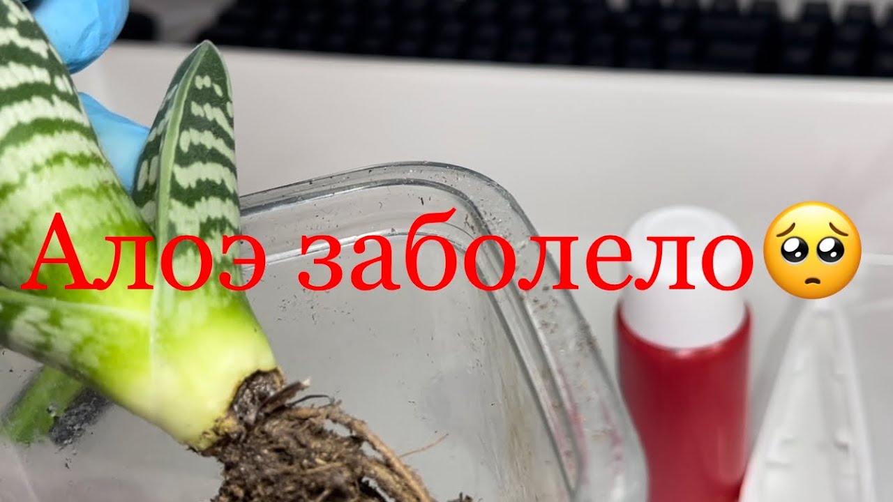 Почему алоэ не росло ?
