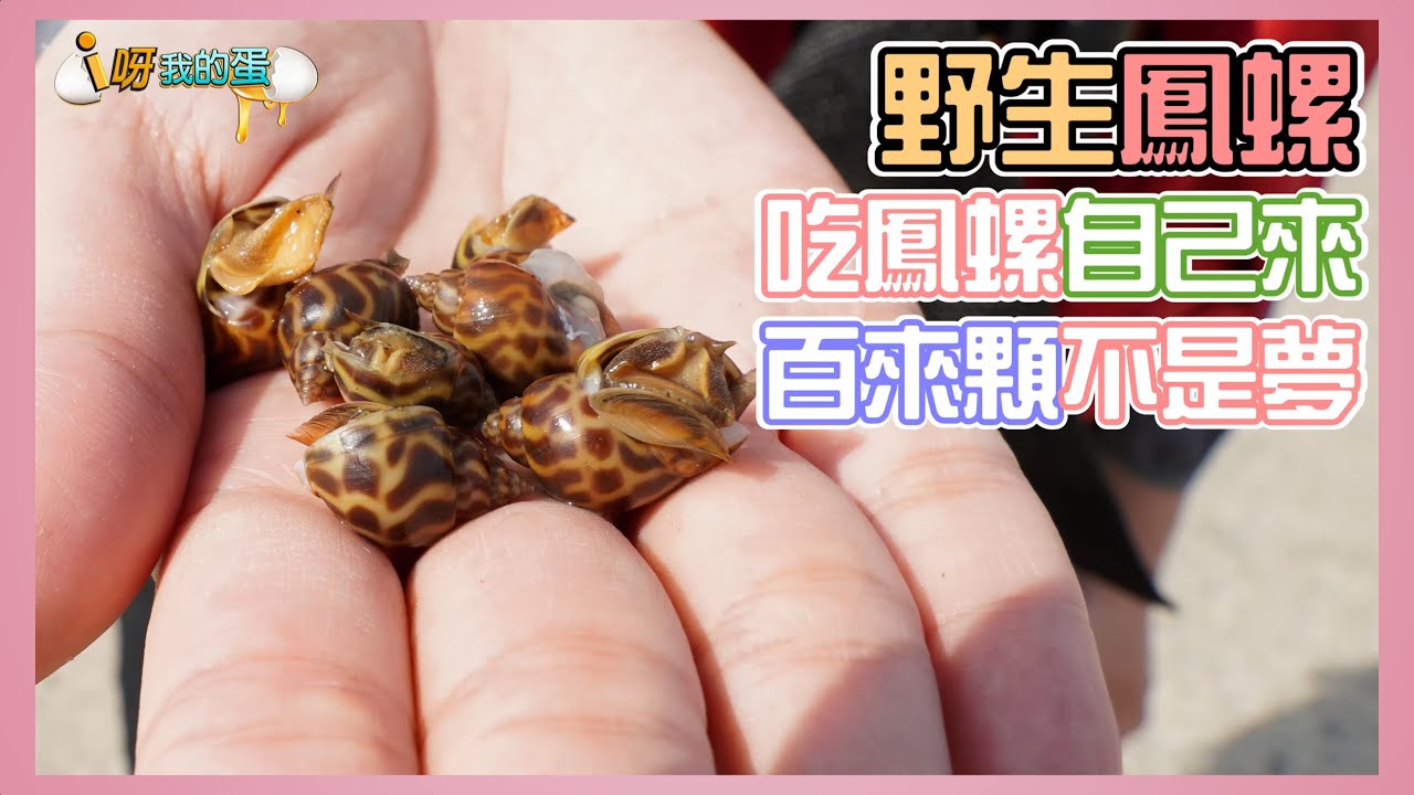 【釣蟹小益思】台南野生鳳螺  隨便釣破百顆不是夢  #釣蝦 #i呀我的蛋 #新聞 #主播 Shrimpfishing  エビ釣り  새우 낚시