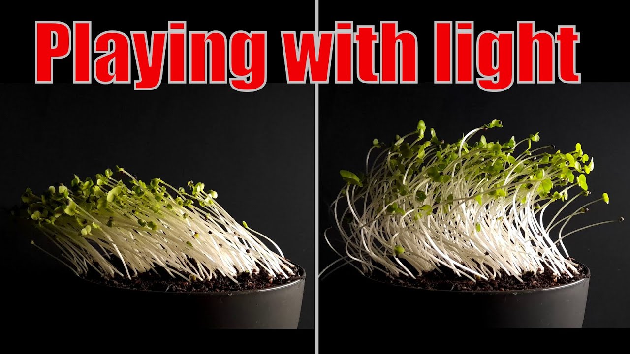 Changing the direction of the light during plant growth - Time lapse #greentimelapse #gtl #timelapse