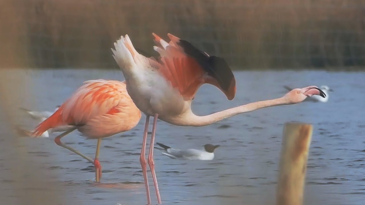 Die Flamingos sind zurück - nördlichste Flamingokolonie der Welt - Flamingos in Germany