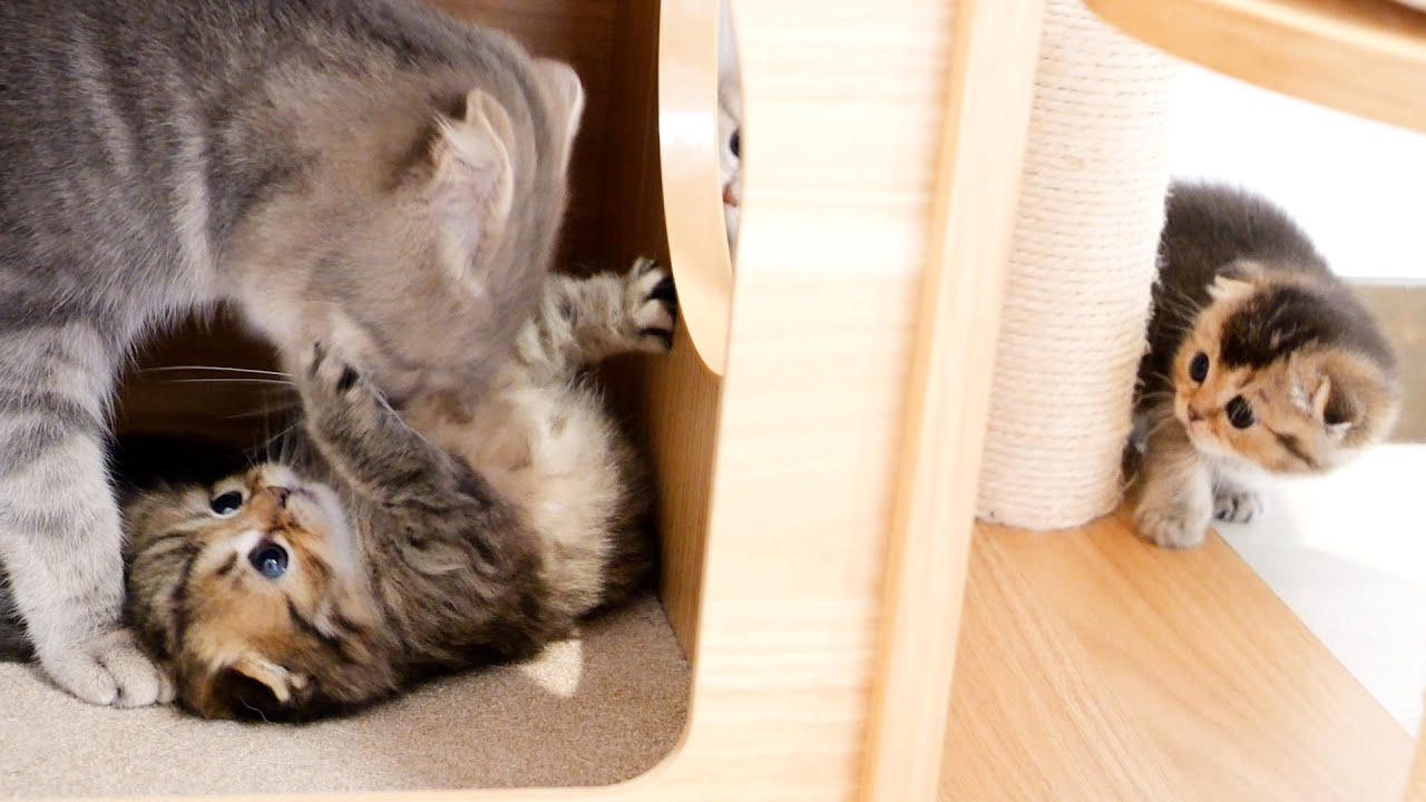 Реакция котенка, когда он увидел своих братьев и сестер, обнимающихся с матерью, была такой милой!