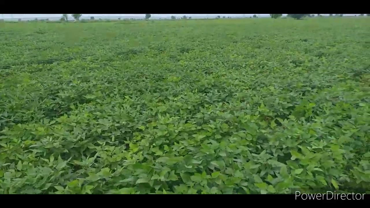 Black gram PU31 Variety Cultivation