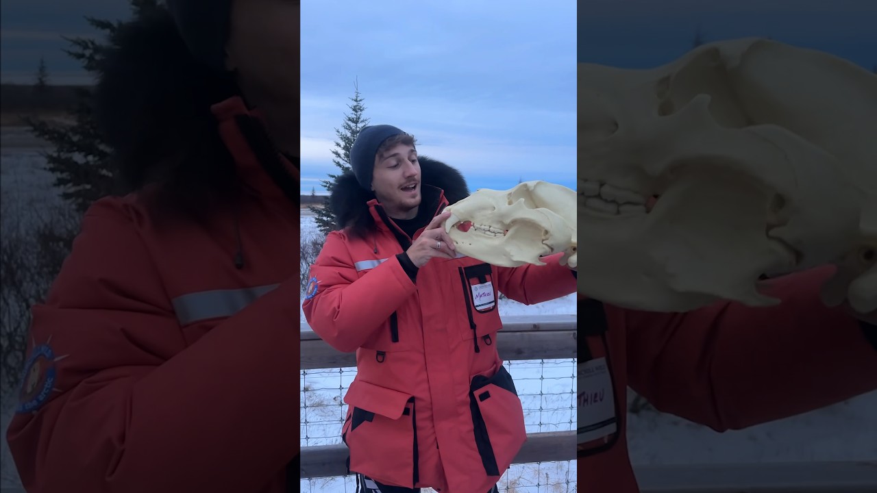 Sur les traces du plus gros carnivore ! 😬