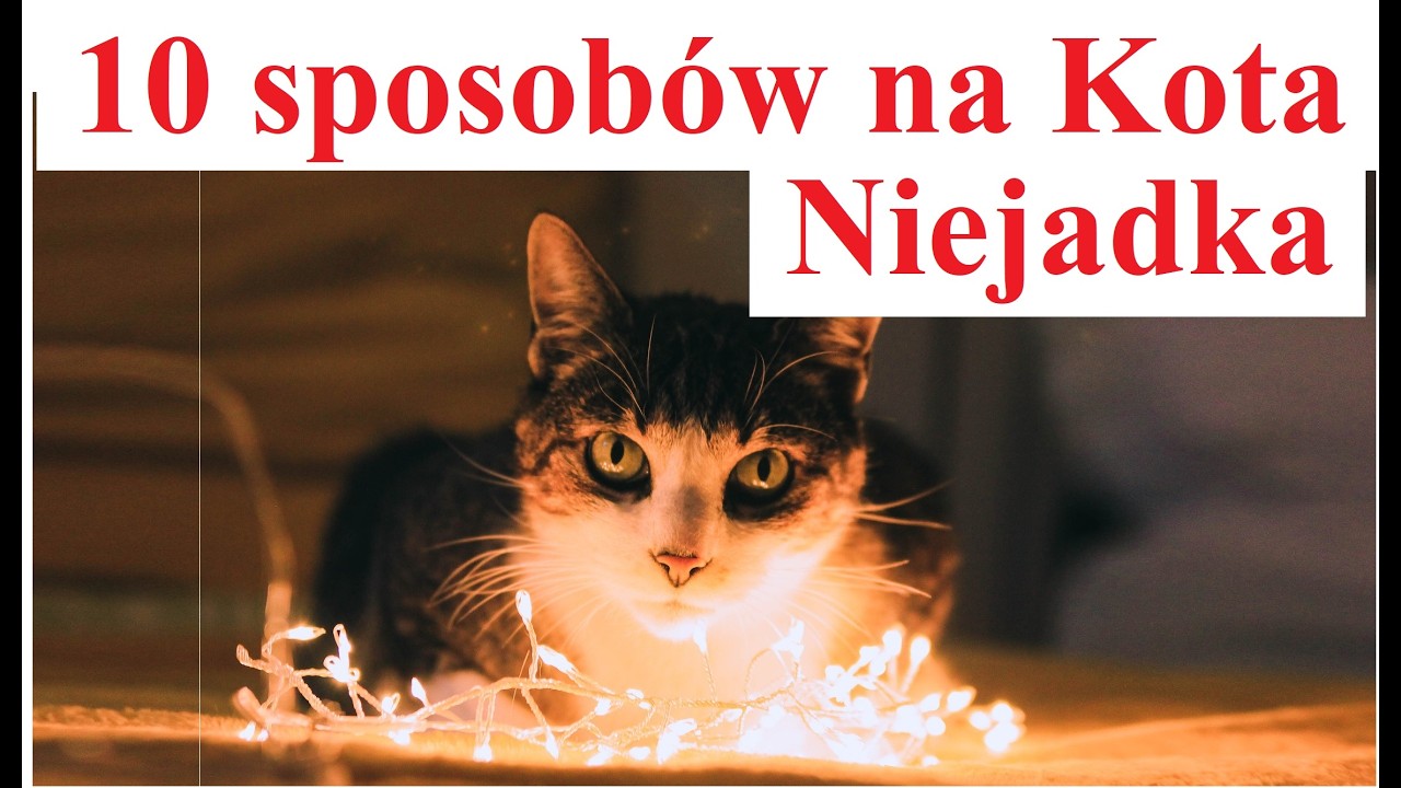 10 Ways to Deal with a Cat Who Doesn't Want to Eat