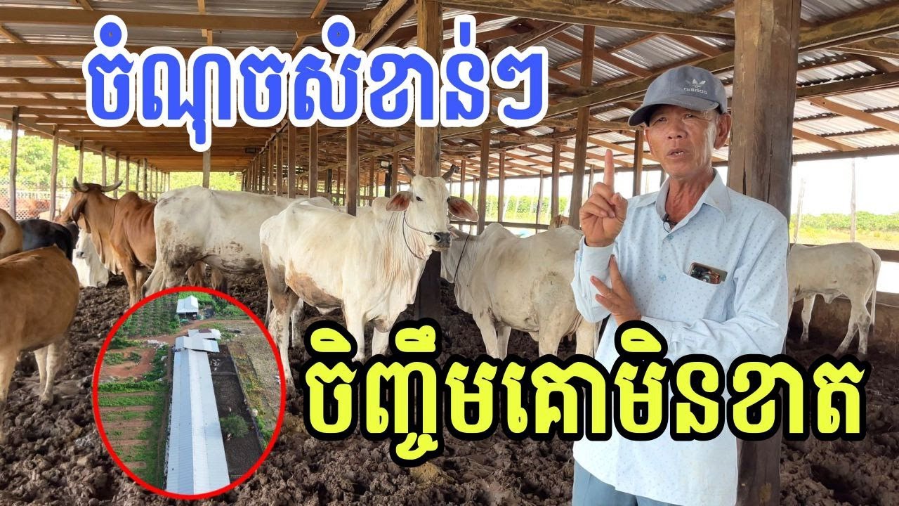 ចំណុចសំខាន់ៗ ចិញ្ចឹមគោមិនខាត