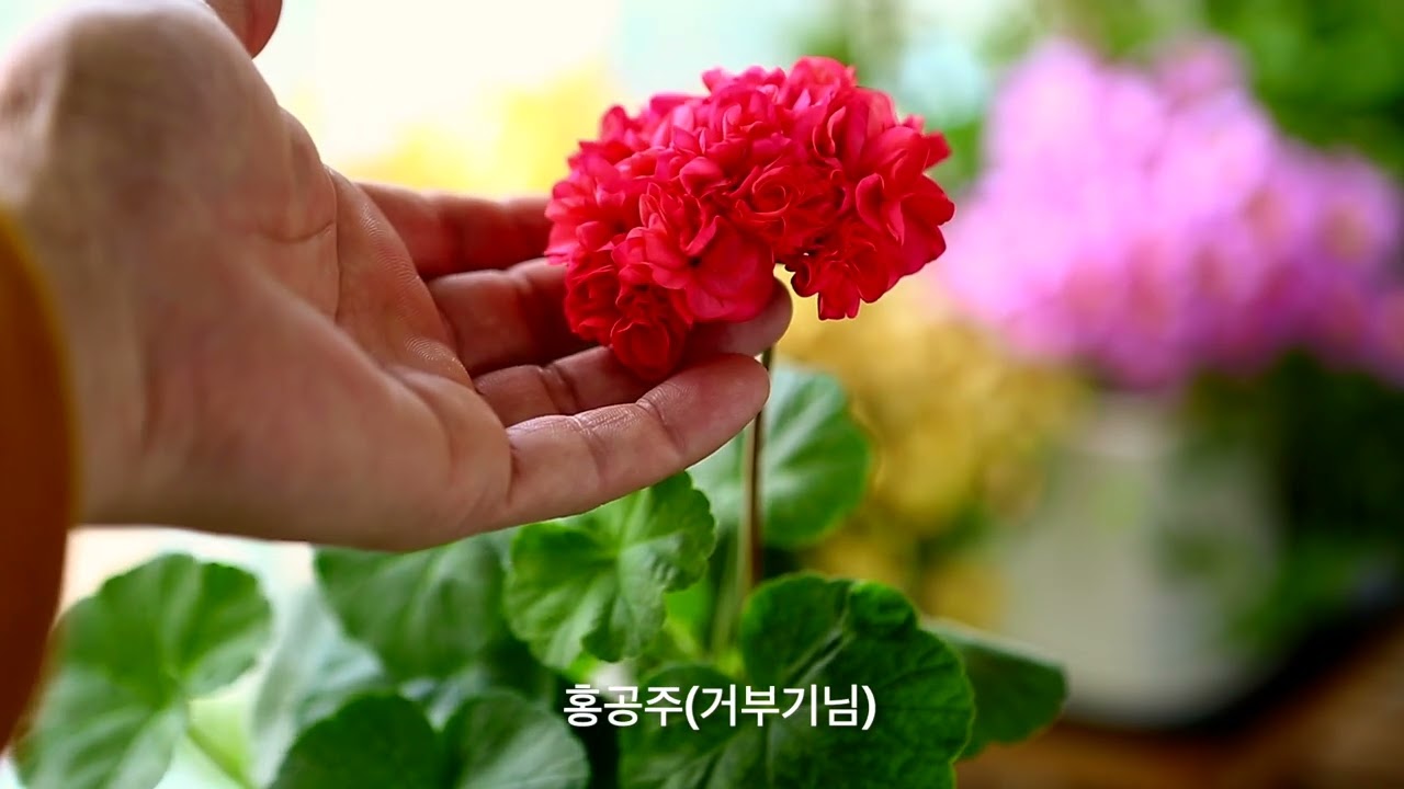 사랑초와 제라늄 꽃.....(AI 작곡/루시에 작사) #flowers #제라늄키우기 #가드닝 #베란다정원 #gardening #제라늄 #제라늄삽목