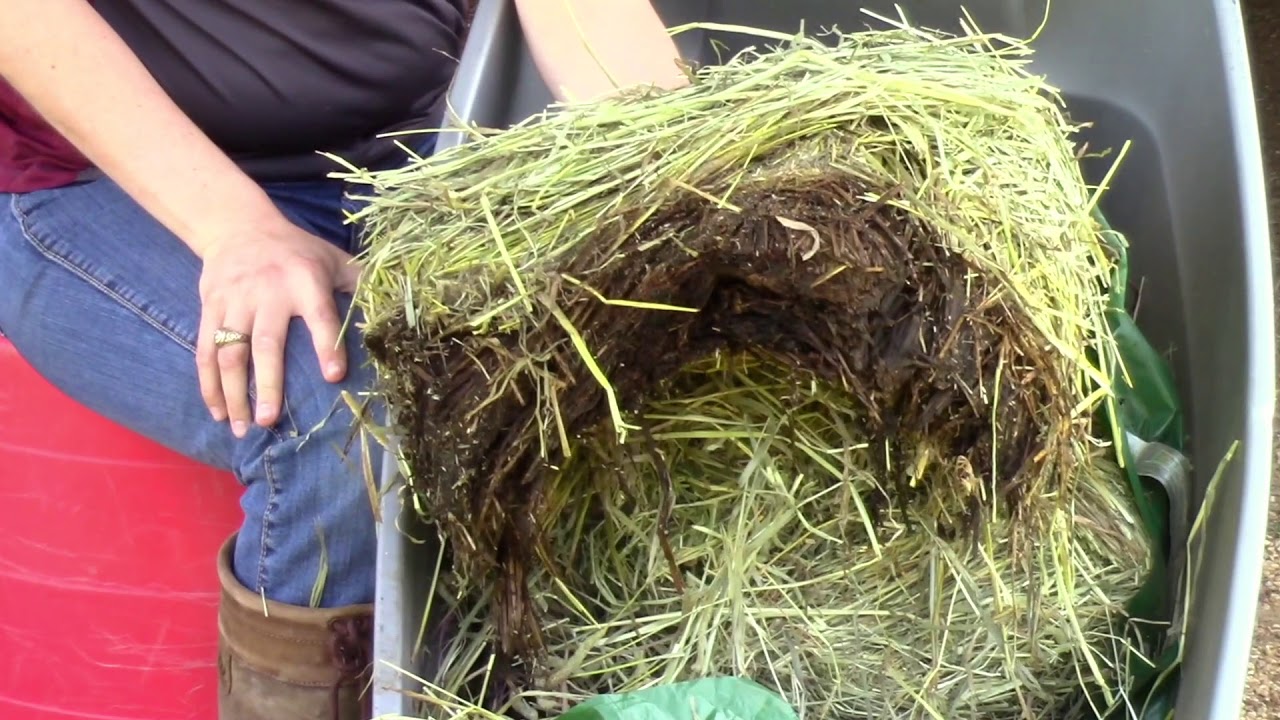 Equine Feeds and Feeding- Forages