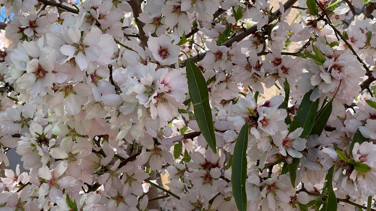 Mother & 2 “Daughter” Almond Nut Trees from Seed at Abah Garden in Las Vegas!!! 