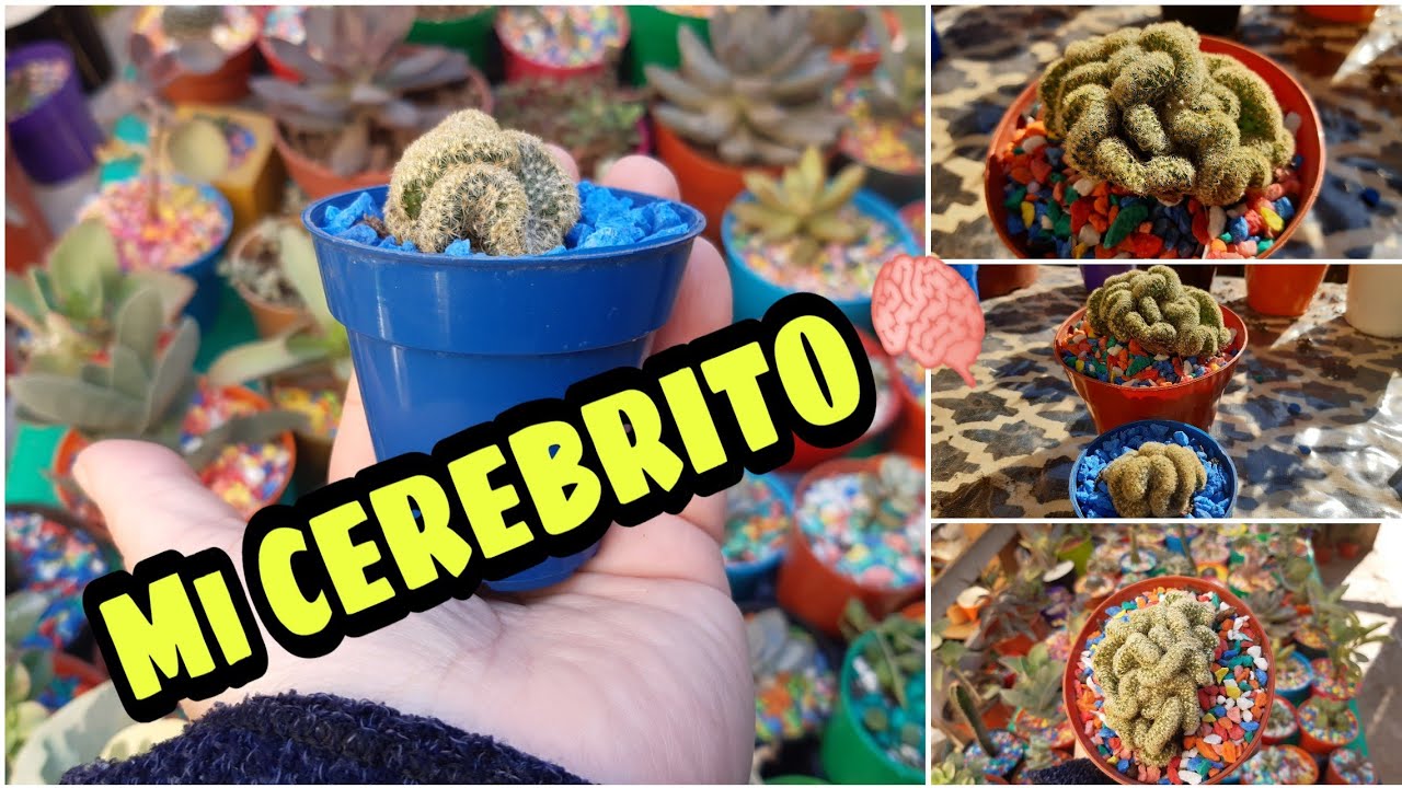 Cactus cerebro 🌵 🧠  se Robo mi ♥️ Corazon, es uno de mis cactus Favoritos