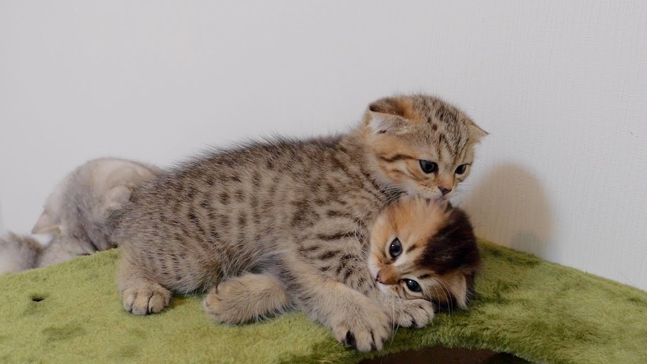 Котенок был такой милый, что уснул, хотя его должны были усыпить.