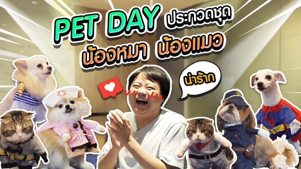 ตามคำเรียกร้อง!! Pet Day จัดแข่งประกวดแฟชั่นโชว์สัตว์เลี้ยง